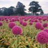 Wassenaar_In_the_Schieland_Region_Holland_The_Netherlands 