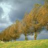 Poplars_Holland_The_Netherlands