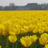 Tulips_The_Netherlands