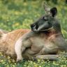 Red Kangaroo, Australia